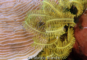 Feather Star and coral by Fabrizio Bianchi 